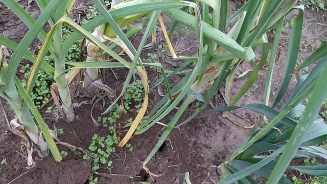 Лук порей. Уборка урожая. смотреть онлайн