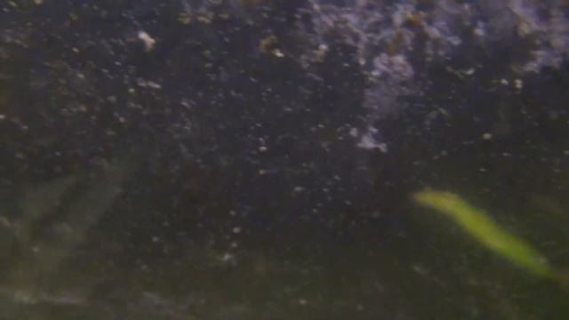 Содержание гаммаруса в аквариуме / The content of gammarus in the aquarium смотреть онлайн
