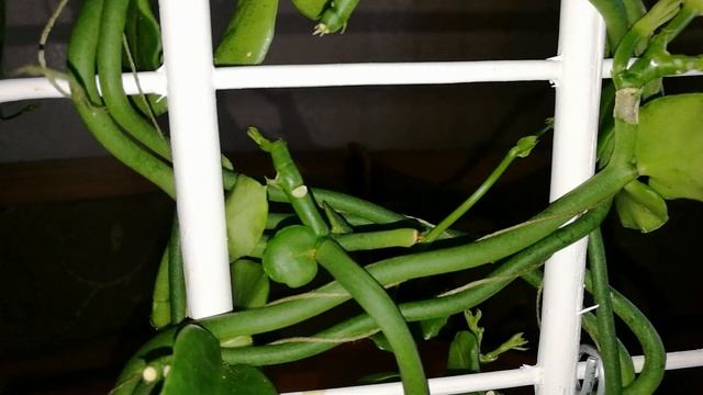 Ceropegia Sandersonii  Церопегия Сандерсона