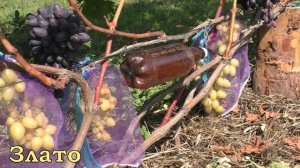 Виноград Беларуси .Лидчина . Сорт винограда Злато .