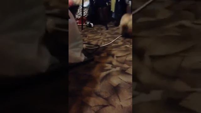 Шпиц мими смотреть онлайн