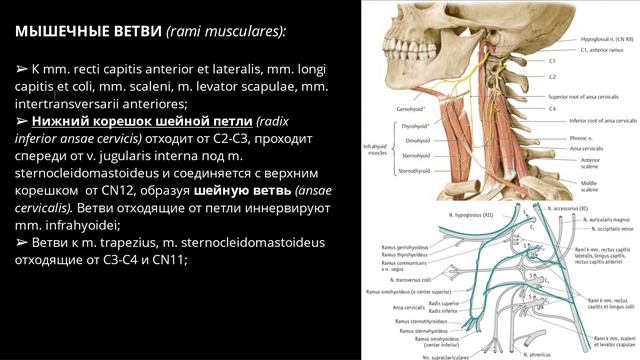 Шейное сплетение ( Plexus Cervicalis ).