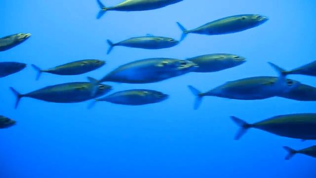 морские рыбы смотреть онлайн