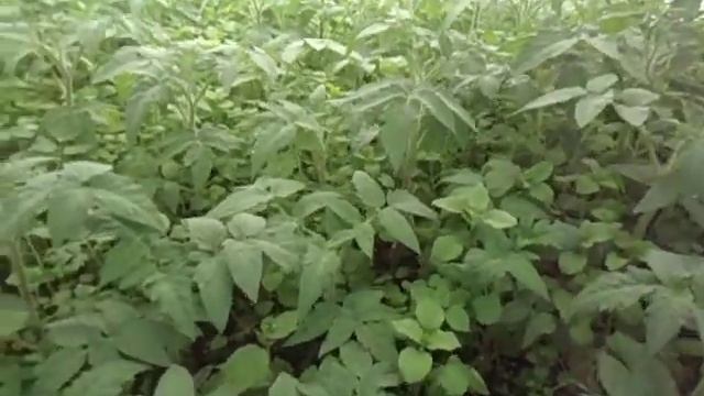 РАССАДА ТОМАТОВ В ТОННЕЛЯХ ПЕРЕЖИЛА ВСЕ ЗАМОРОЗКИ 2017 ГОДА смотреть онлайн