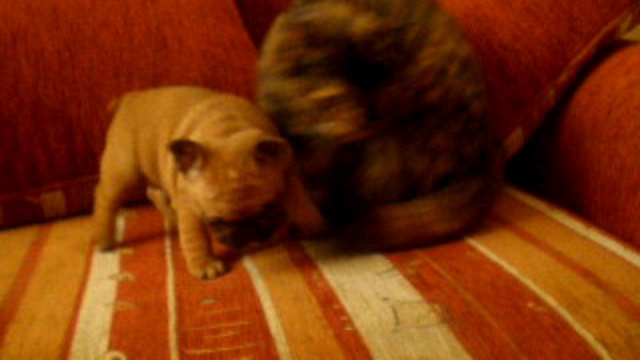 элитные французы красного окраса