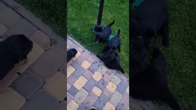 Маленькі ховаварти смотреть онлайн