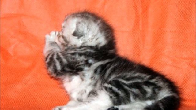 котята топ класса смотреть онлайн