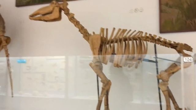 ВЛОГ Настоящие динозавры, яйца динозавров, мамонты, гигантские насекомые! смотреть онлайн