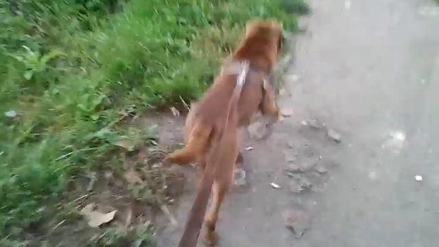 Шарпей смотреть онлайн