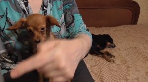 Зачем той терьеру рожки? Как клеить уши щенку.