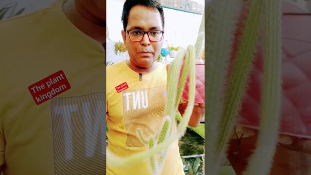 🐒बंदर की पूंछ🤣| Monkey Tail cactus|#plants #gardening#plantcare #cactus#houseplants @theplantkingdo смотреть онлайн