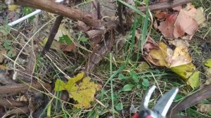 Самая простая обрезка винограда осенью на плодоношение.Веерная формировка  винограда для новичков.