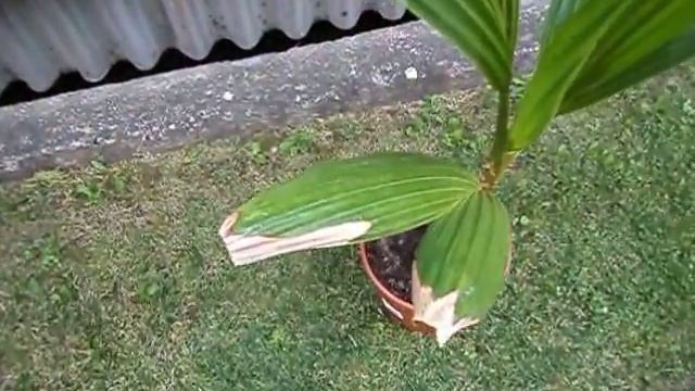 Coconut Seedling, Cocos Nucifera, Update 27.6.2015