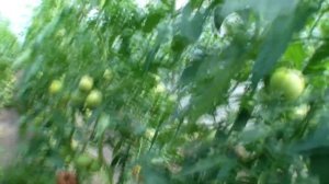 Пинк Лорд F1