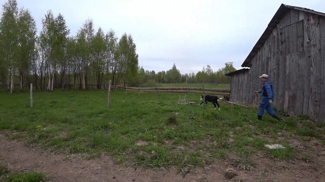 Первая в ЖИЗНИ прогулка Теленка смотреть онлайн