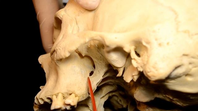 Подвисочная ямка