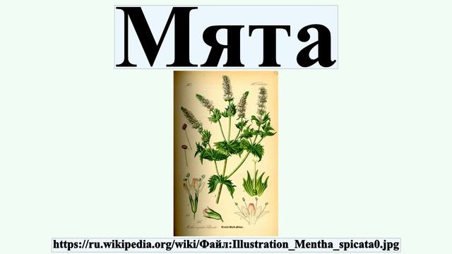 Мята смотреть онлайн
