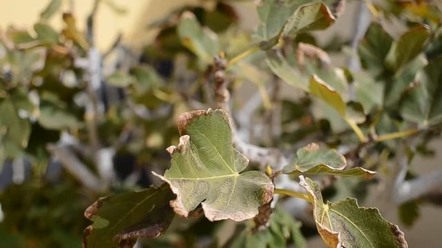 #Kent_Travel, Villa - 24 «Maria» смотреть онлайн