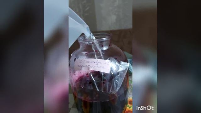 Черноплодка  2022