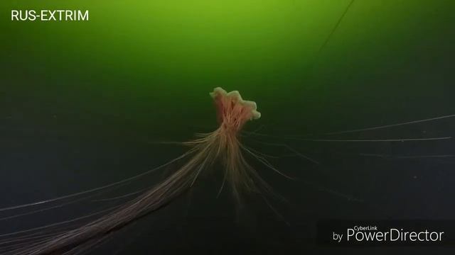 Белое море 2018 Цианея Арктическая смотреть онлайн