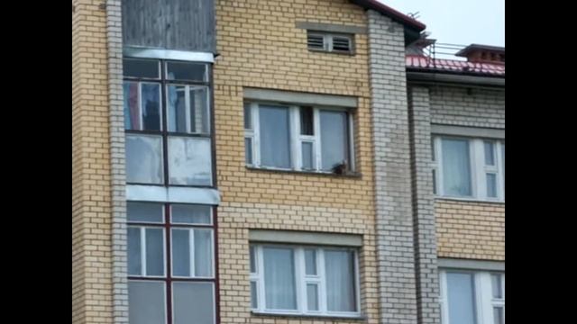 Жил-был кот... смотреть онлайн