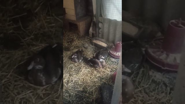 Может будет квочка ? они любители на зиму у меня...#украина #курица #мускусныеутки