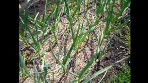 Выращивание чеснока. Мульчирование свежими опилками. Озимый чеснок