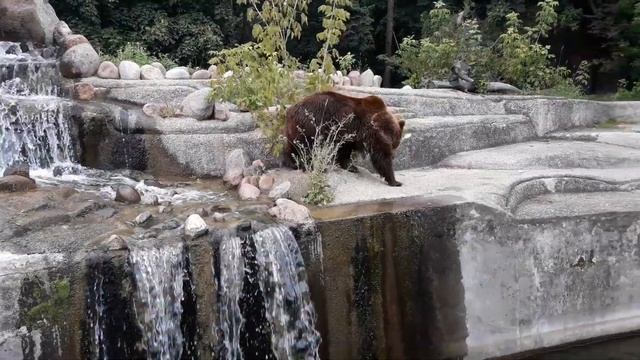 Dw. Wilenski zoo Warszawa смотреть онлайн