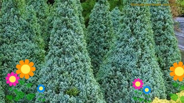 Ель канадская Сандерс Блю. Краткий обзор, описание характеристик picea glauca Sander's Blue смотреть онлайн