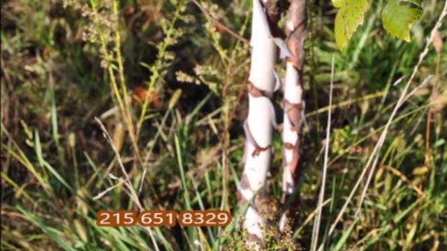Trees for rocky wet areas Betula Nigra River Birches смотреть онлайн