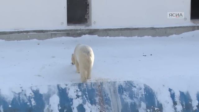 Любители арбузов: ЯСИА побывало в гостях у медвежат Колыманы и Ломоносова смотреть онлайн
