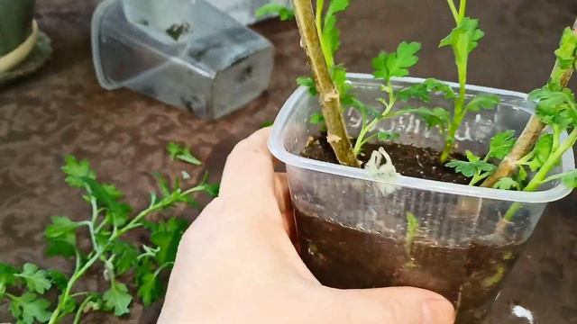 Черенок хризантемы меня удивил. И сделала листочки цветка БАБОЧКИ как в интернете .?. смотреть онлайн