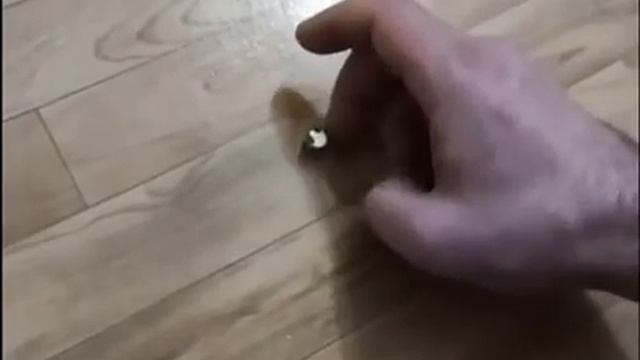 Что делать если скрипит пол смотреть онлайн