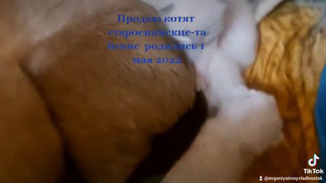 Тайские,старосиамские котята родились 1 мая 2022 смотреть онлайн