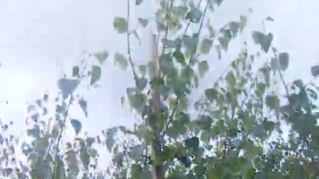 Sap Trees Betula pendula 6-8cm girth смотреть онлайн