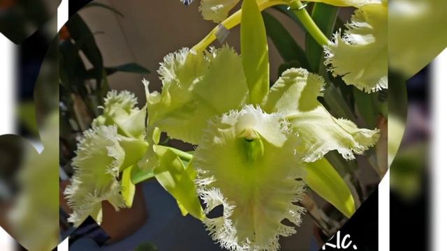 golf green cattleya flowers, beautiful flowers for garden смотреть онлайн