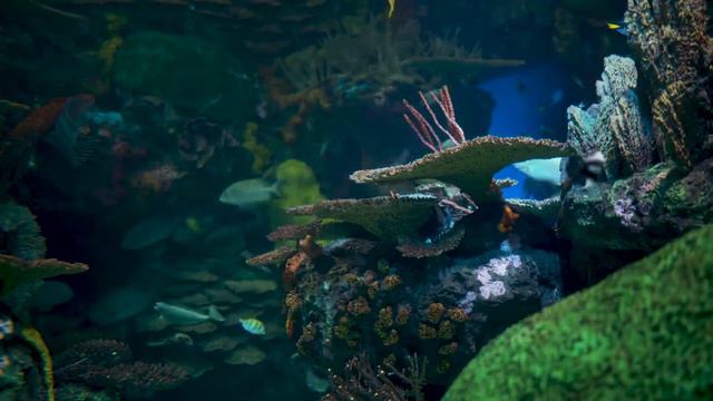 ASMR Aquarium | ACMP Аквариум