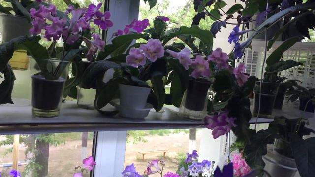 Обзор моих растений 4 июня 2020 смотреть онлайн