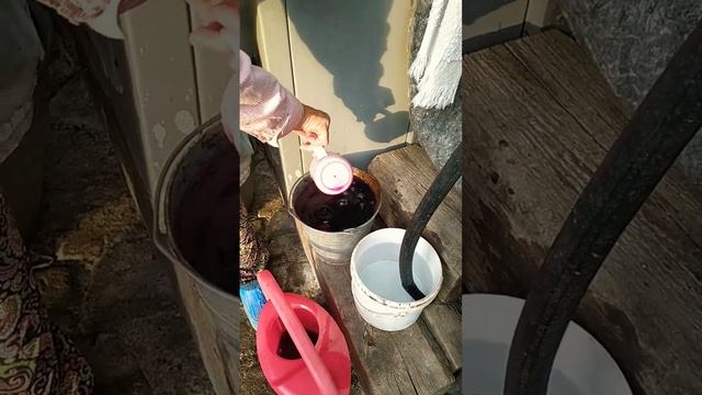 Борьба со слизнями на капусте#подпишись #белгородскаяобласть #огородничество смотреть онлайн