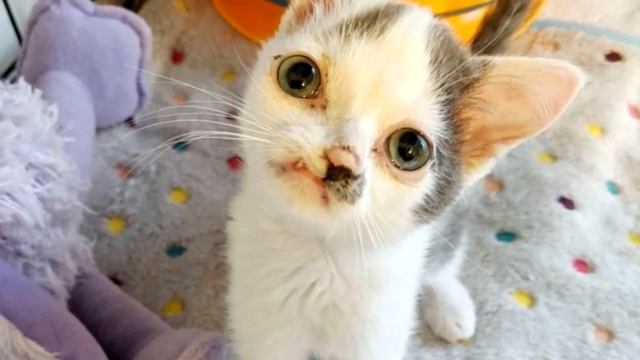 Котенок с особенной внешностью собирал объедки по улице смотреть онлайн