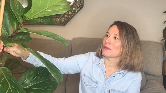 ❤️ 10 TRUCOS para tener VERDE y FRONDOSO al Ficus Lyrata ❤️ смотреть онлайн