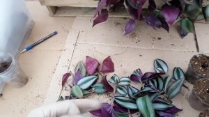 Традесканция. Зебрина. Черенкование, размножение.