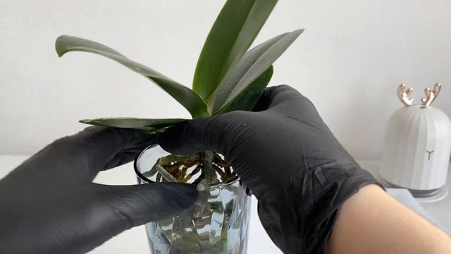 ЛУЧШАЯ СИСТЕМА ПОСАДКИ для азиатской орхидеи смотреть онлайн