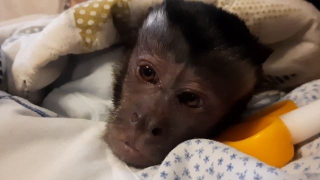 Релакс от обезьяны Миланы #обезьяна #monkey #petmonkey смотреть онлайн