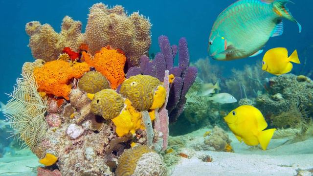ОЧЕНЬ КРАСИВЫЕ МОРСКИЕ КАДРЫ (морская природа) ЧАСТЬ 5 смотреть онлайн