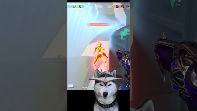 The best Cypher Setup for Haven C site ✨ #shorts смотреть онлайн