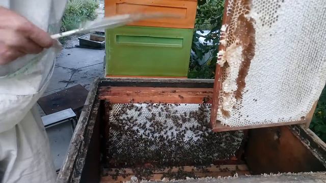 Сегодня на пасеке. 26 июля 2020 г. 6 литров меда с трех рамок! смотреть онлайн