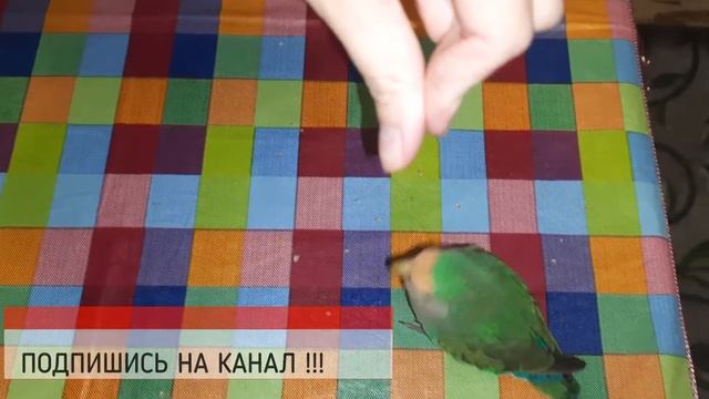 Как обучить попугая командам? / Команда 