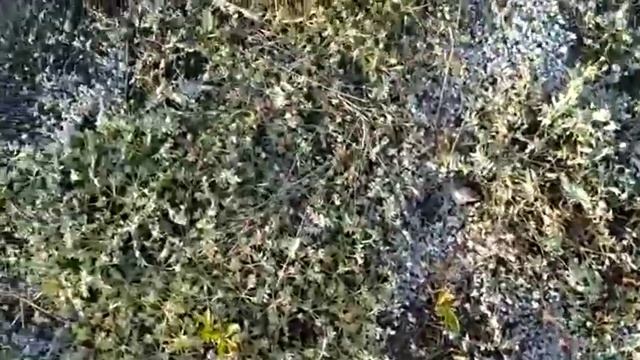 Время маслят! смотреть онлайн