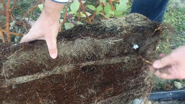 Выращивание маточного корня малины. Наш результат за 2017 год.. смотреть онлайн